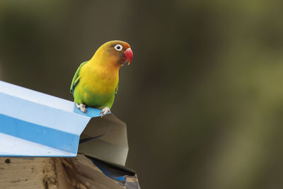 Close-up of parrot perching on a bird