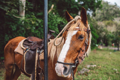 Close-up of a horse on field