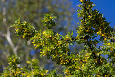 plant