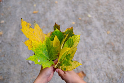 Close-up of hand holding maple leaves