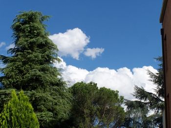 Low angle view of trees against sky