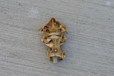 High angle view of animal skull on wooden table