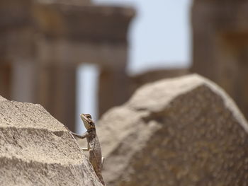 Close-up of lizard perching on rock