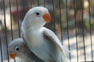 Close-up of eagle