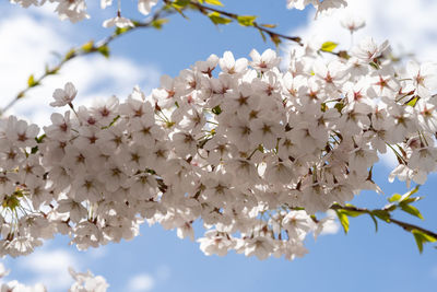 Low angle view of cherry blossoms against sky