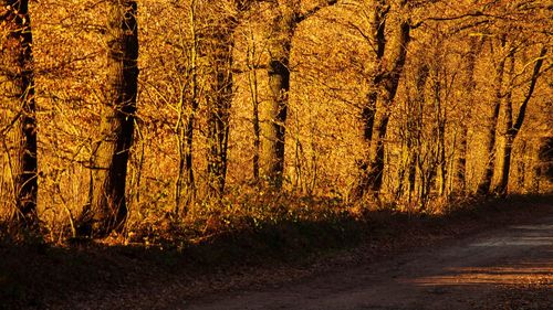 Trees in forest during autumn