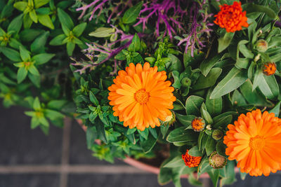 Close-up of orange flowering plants