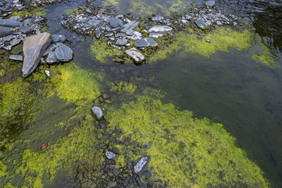 High angle view of leaves floating on lake