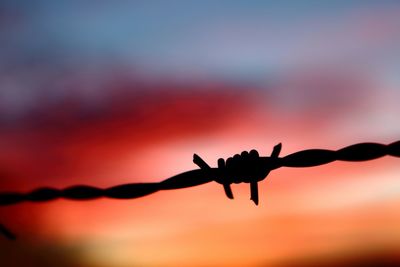 Close-up of barbed wire