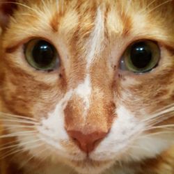 Close-up portrait of cat