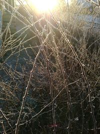 Close-up of bare tree