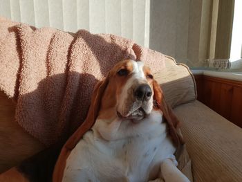 Close-up of a dog resting at home