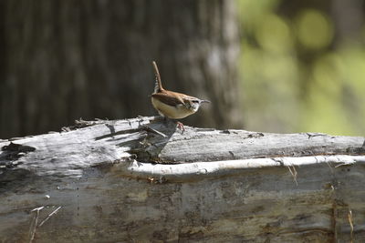 Close-up of wren perching on wood