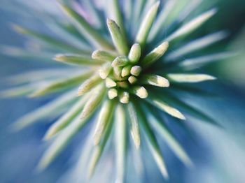 Close-up of flower head