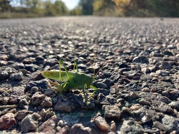 Close-up of small plant growing on land