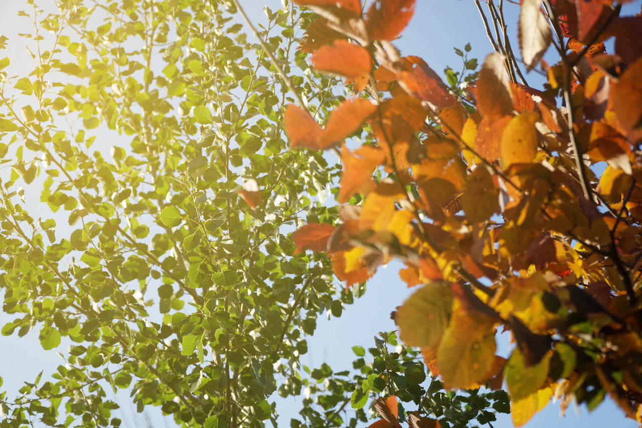 LOW ANGLE VIEW OF ORANGE MAPLE LEAVES ON TREE