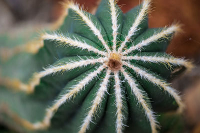 Close-up of succulent plant