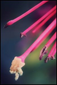 Close-up of pink flower