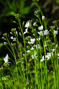 Close-up of flowering plants on field