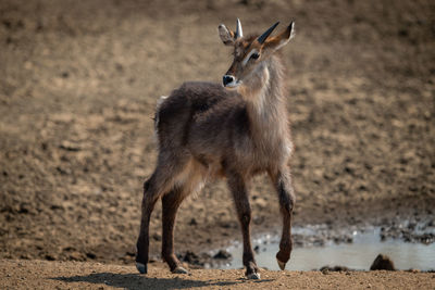 Young male common waterbuck walks past waterhole