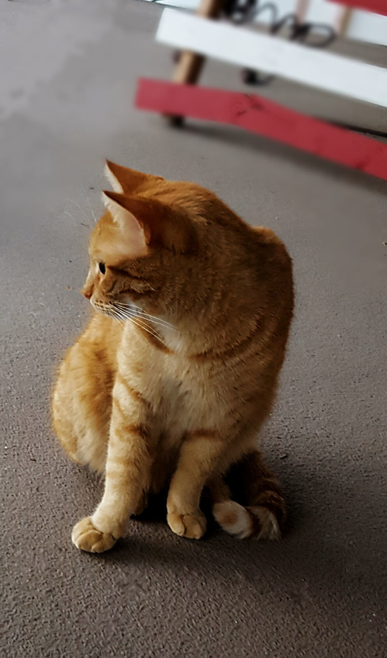 CAT LOOKING AWAY WHILE SITTING ON A FLOOR