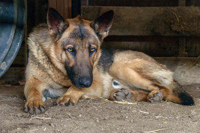 Portrait of cat lying down