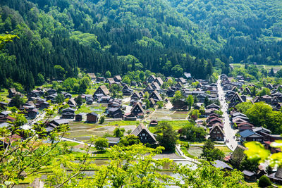 High angle view of trees and plants in forest