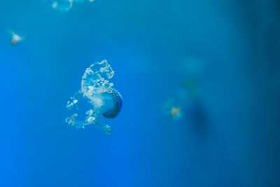 Close-up of jellyfish swimming in sea