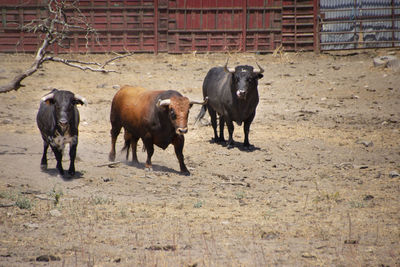 Horses standing in ranch