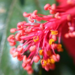 Close-up of red flowers blooming outdoors