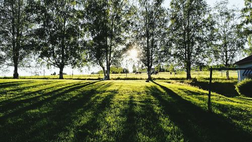 Trees on field against sky