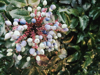 Close-up of flowering plant