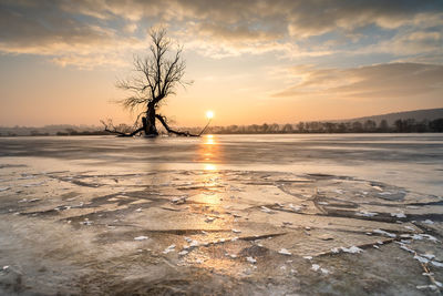 Bare trees on snow covered landscape during sunset