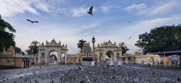 View of birds flying in city