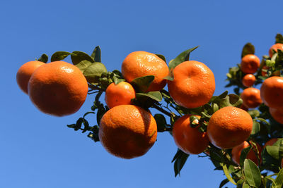 Low angle view of oranges growing on tree against clear blue sky