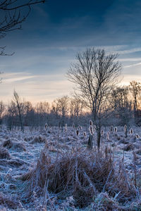 Bare trees on snow field against sky during sunset