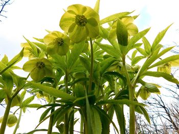 Low angle view of flowering plant against sky