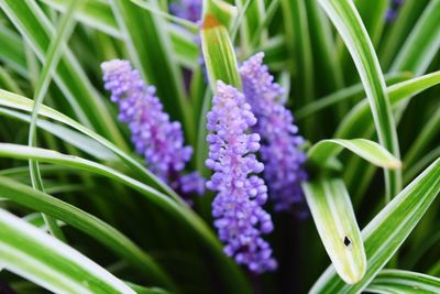 Close-up of purple flowers