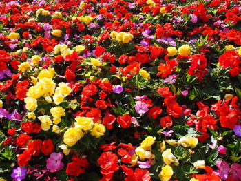 Full frame shot of red flowering plants