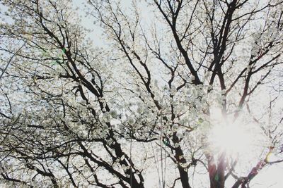 Low angle view of cherry blossoms against sky