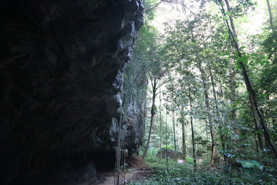 Trees growing in forest