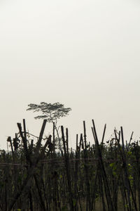 Low angle view of plants against clear sky