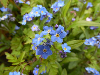 Close-up of purple flowers