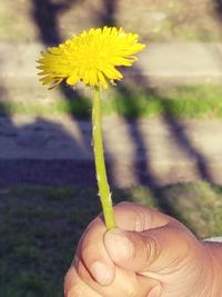 Close-up of hand holding flower against blurred background