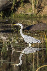 High angle view of gray heron in lake