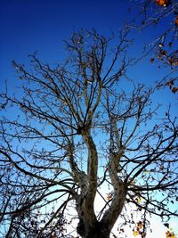 Low angle view of bare tree against clear blue sky