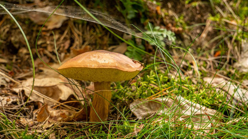 Close-up of mushroom growing on field