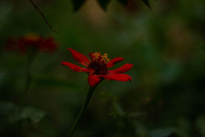 Close-up of red flower