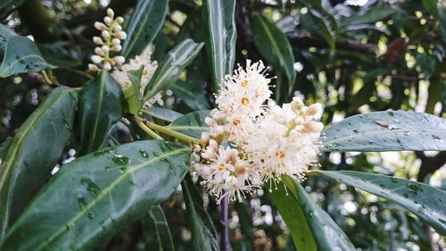 Close-up of white flower