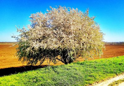 View of flowering plant on field against sky